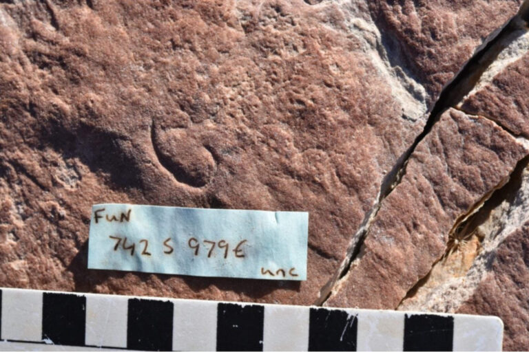 Descubren un fosil de 555 millones de años que es clave para entender la evolución
