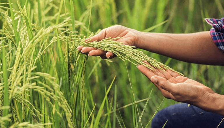 Corrientes se consolida como la principal productora de arroz en Argentina