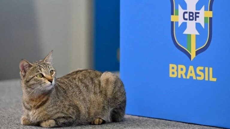 Brasil y la «maldición» del gato: del maltrato a la tremenda racha negativa