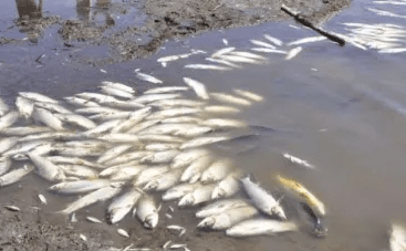 Preocupante mortandad de peces en un paraje del interior de Corrientes
