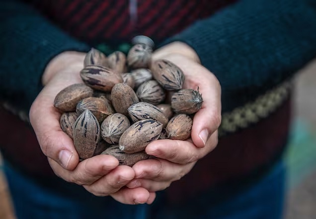 La nuez un fruto seco  para reducir el colesterol