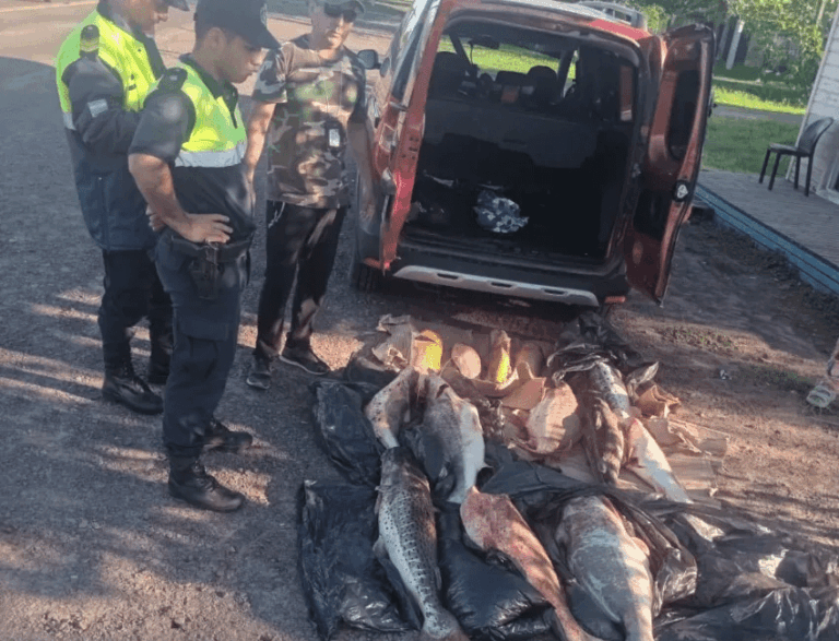 Incautaron más de 200 kilos de pescado por Ruta 12