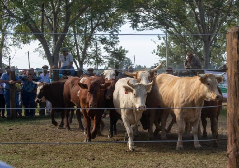 Exitoso remate de pequeños y medianos productores en Goya