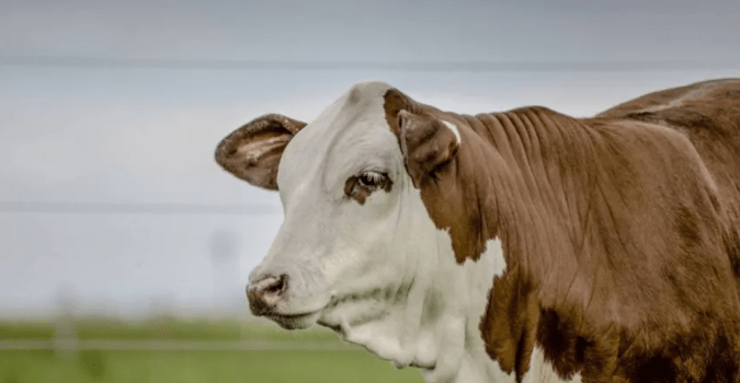 Productores ganaderos destacan el rumbo económico del Gobierno Nacional