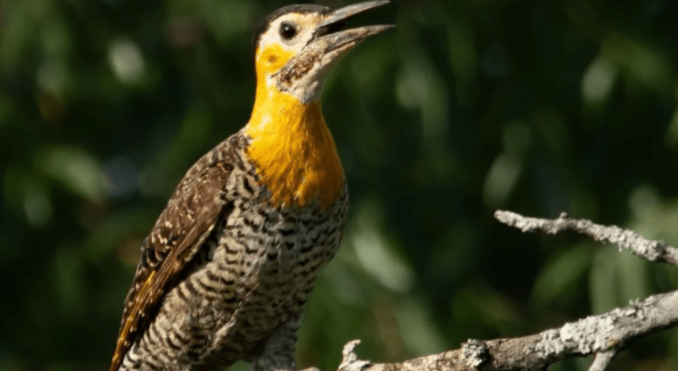 Alistan un encuentro de avistaje de aves en la Reserva Santa Catalina: cómo inscribirse?