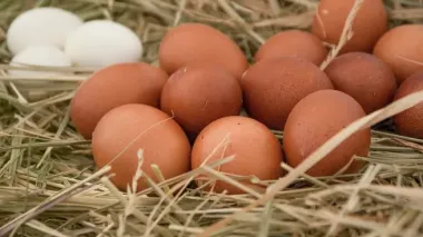 La Argentina produce 17.000 millones de huevos al año, pero exporta apenas el 2%
