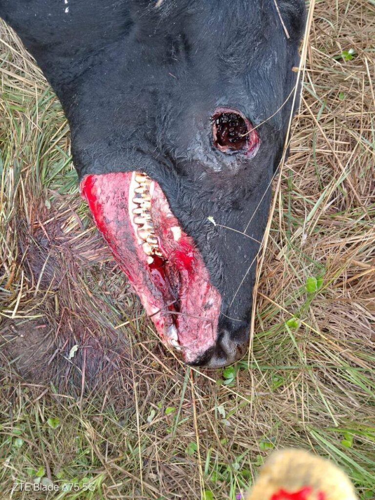 Alerta tras la misteriosa aparición de una vaca mutilada
