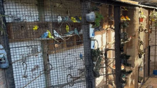 Rescatan más de un centenar de aves exóticas en una vivienda de Chaco
