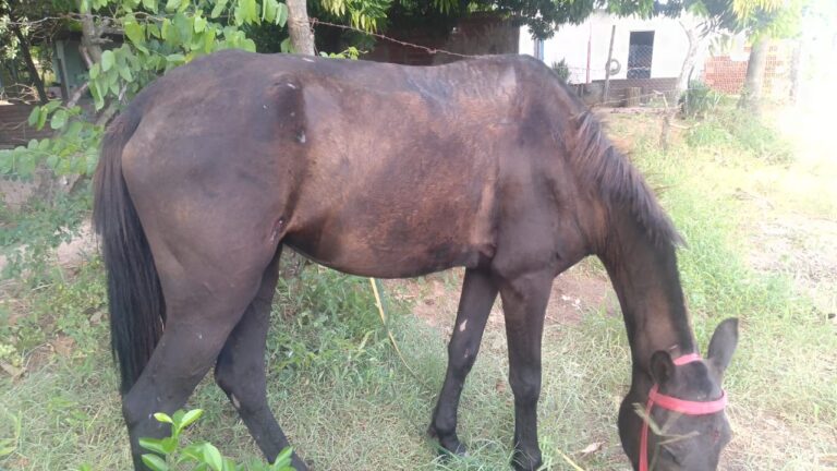 Fallo ejemplar: multa de $480 mil por uncaso de maltrato a un caballo en la ciudad