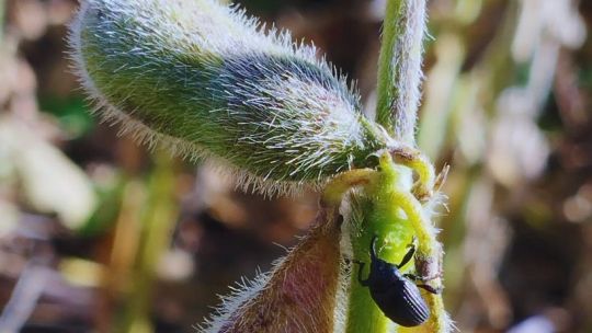 Un huésped inesperado: el picudo negro de la soja ya está en Córdoba