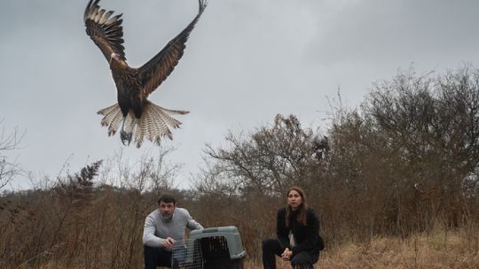 Así regresaron al monte cordobés a varios ejemplares de fauna silvestre rehabilitados