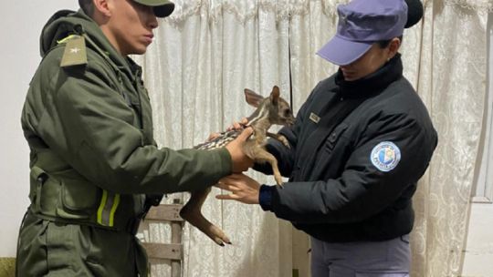 Formosa: rescatan a un ciervo que era trasladado oculto en la mochila de una pasajera de colectivo