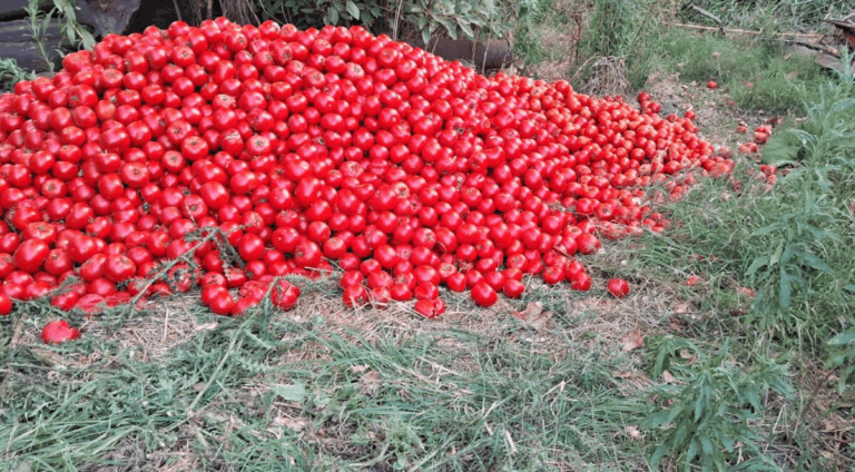 Descarte masivo de tomates, productores analizan retirarse