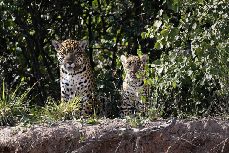 Un yaguareté nació en El Chaco