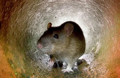 Encontraron una rata del tamaño de un gato y crece la preocupación por una plaga