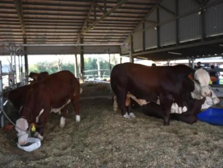 Es el mejor momento en décadas para la ganadería, afirmó Meabe