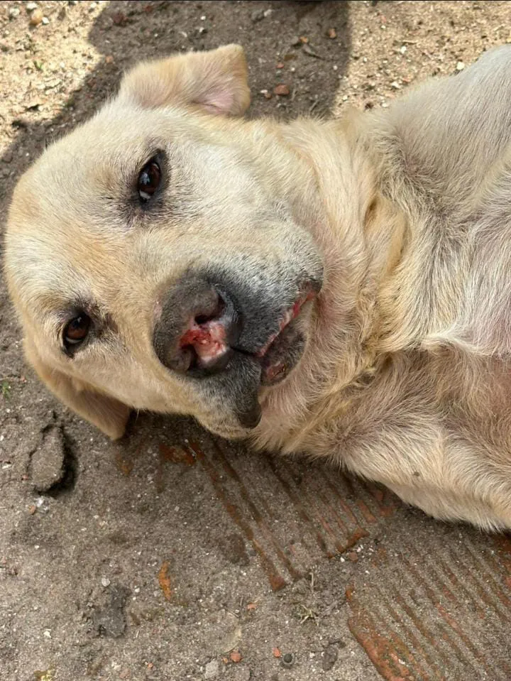 DENUNCIA POR MALTRATO ANIMAL: se logró rescatar a un perro que se encontraba encerrado y en muy malas condiciones