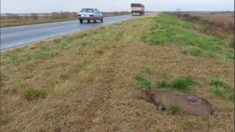 Hallaron 32 animales muertos en 60 kilómetros del puente Rosario-Victoria: la mayoría son carpinchos