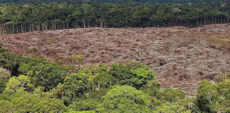 Nuevo fondo global busca frenar la tala con pagos de cuatro dólares por hectárea de selva