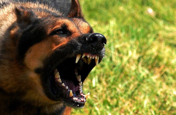 Goya: una niña fue hospitalizada tras ser mordida por un perro