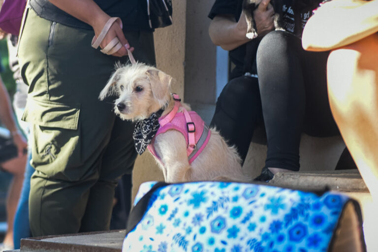 En 2025 hubo más de 4.600 castraciones