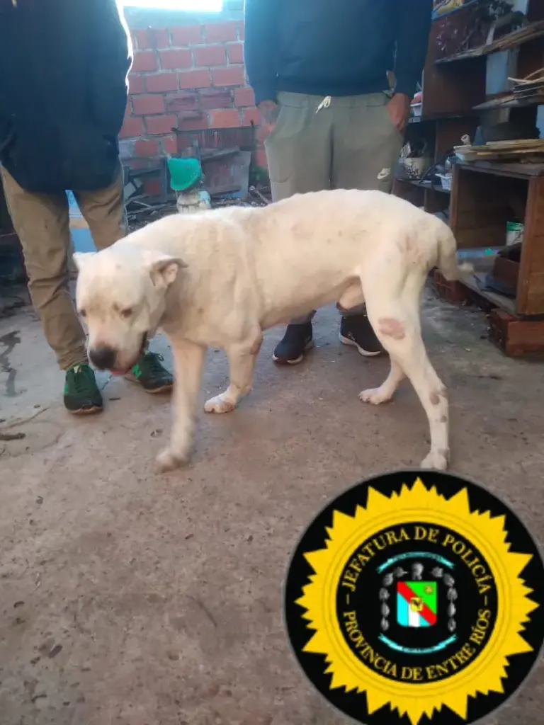 LA PER RECUPERO EN UN ALLANAMIENTO A UN PERRO RAZA DOGO QUE HABIA SIDO ROBADO.