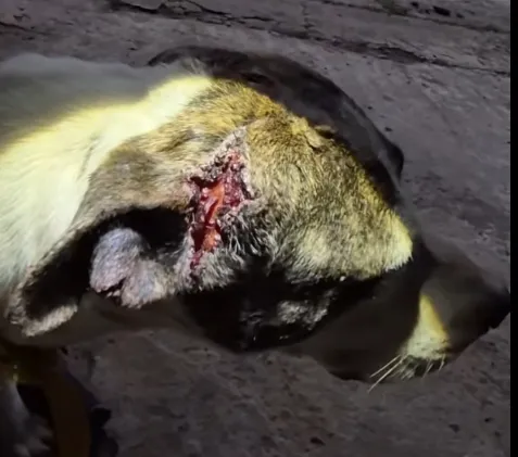 En un procedimiento policial en rutas 4 y 14  encuentran 9 perros con evidentes signos de maltrato