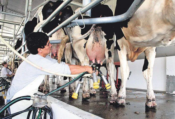En Gualeguaychú se desplomó la cantidad de tambos: quedan sólo 13