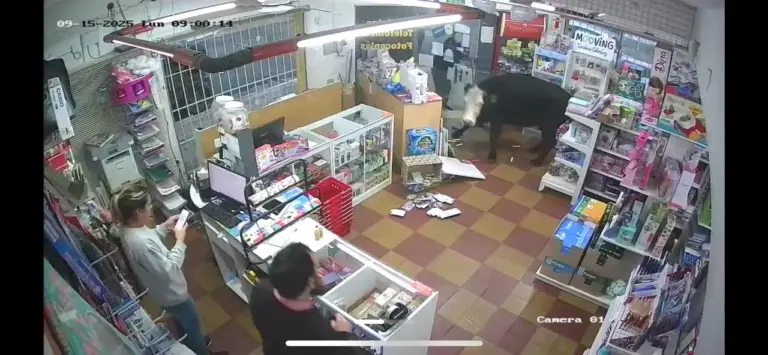 Insólito episodio en pleno centro de Concordia: el animal irrumpió en el local y generó momentos de tensión y desconcierto.