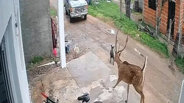 Vecinos persiguieron y atraparon un ciervo en pleno barrio urbano de Chajarí