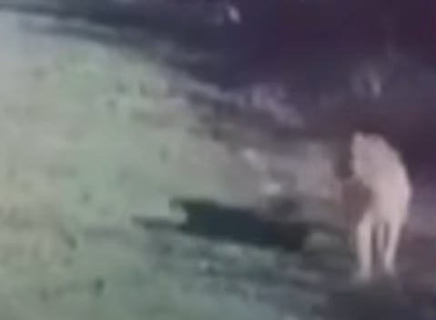 Dónde está el puma? Crece el temor de los vecinos del country de Pilar en medio de las prohibiciones dentro del predio