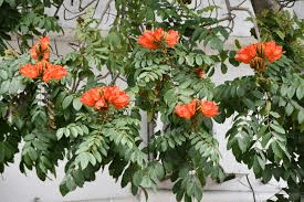 Tulipanero Africano, la especie que amenaza a las abejas.