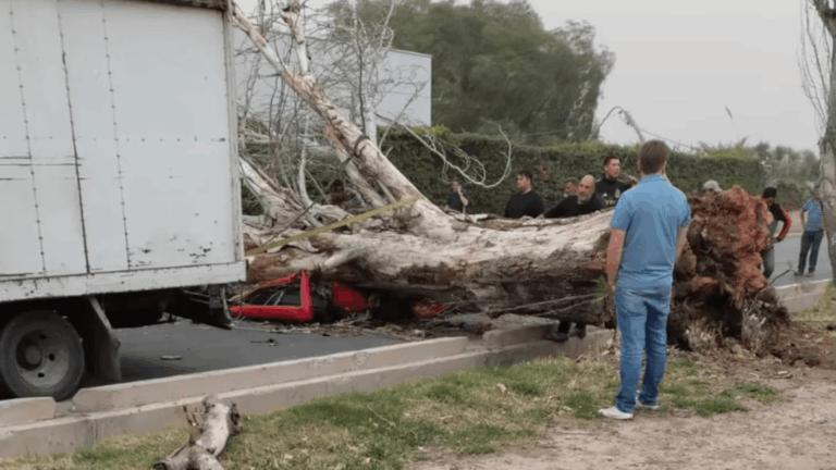 Una mujer murió aplastada por un árbol que cayó sobre su auto en Mendoza.