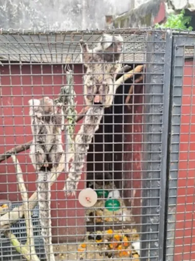 Rescataron a más de 100 animales silvestres de una veterinaria denunciada por maltrato