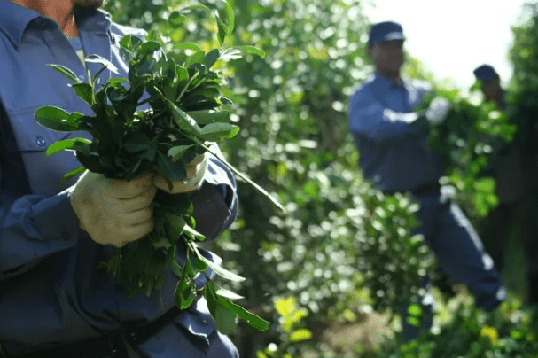 Las ventas de yerba mate cerraron el tercer trimestre con 249 millones de kilos