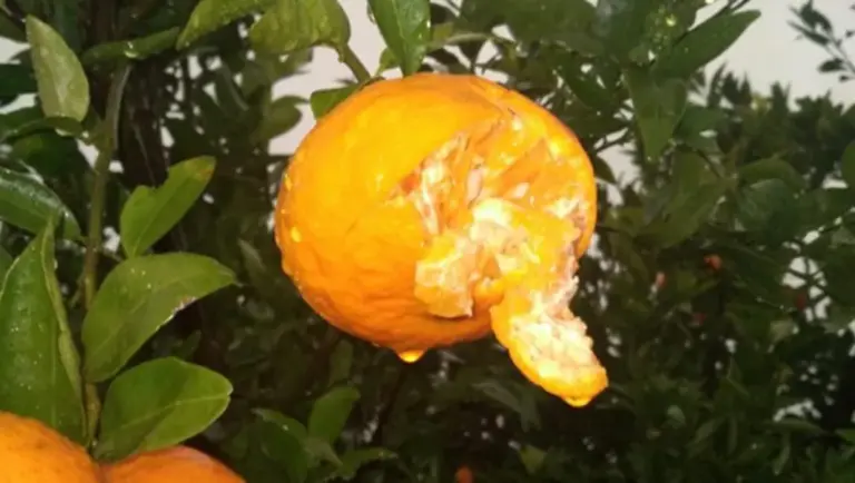 Declaran emergencia agropecuaria para productores de citrus del norte de Entre Ríos