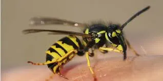 Lo picó una avispa que se había metido dentro de su auto, buscó auxilio en el hospital pero murió de un paro cardiorrespiratorio.