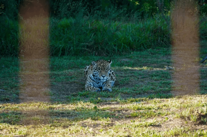 El yaguareté Acaí es Monumento Natural y su crimen ambiental costó $2.673 millones