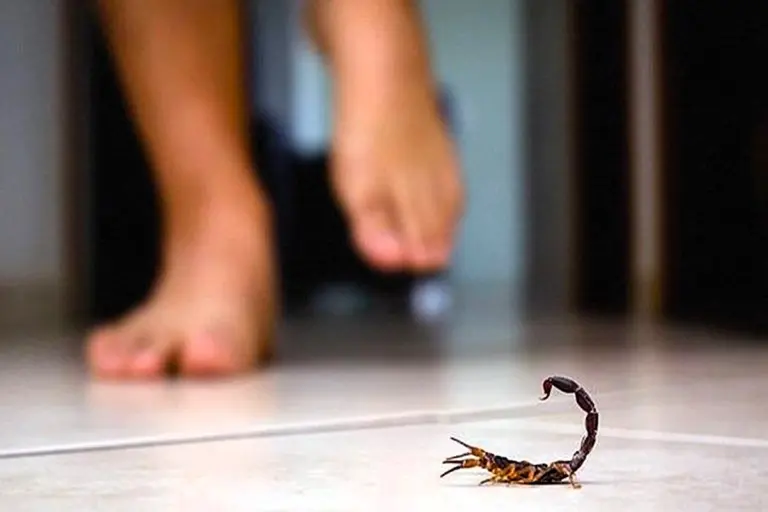 Un niño de 4 años fue picado por un alacrán mientras se bañaba