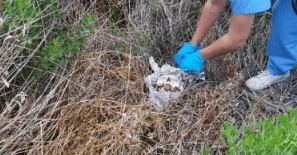 Encontraron el cráneo de una persona adulta en un campo de Corrientes