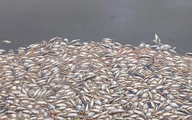 Denuncian llamativa mortandad de peces en río Guaviraví de Corrientes