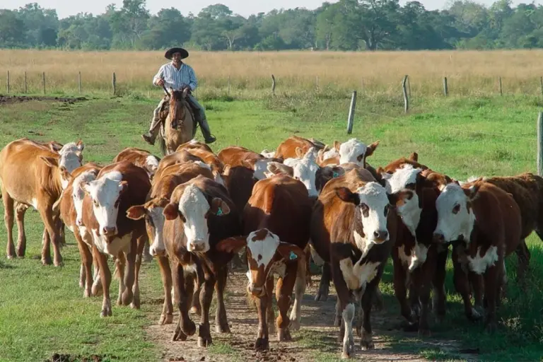 Impuesto a los gases de las vacas: Un ganadero entrerriano dijo que es una iniciativa disparatada