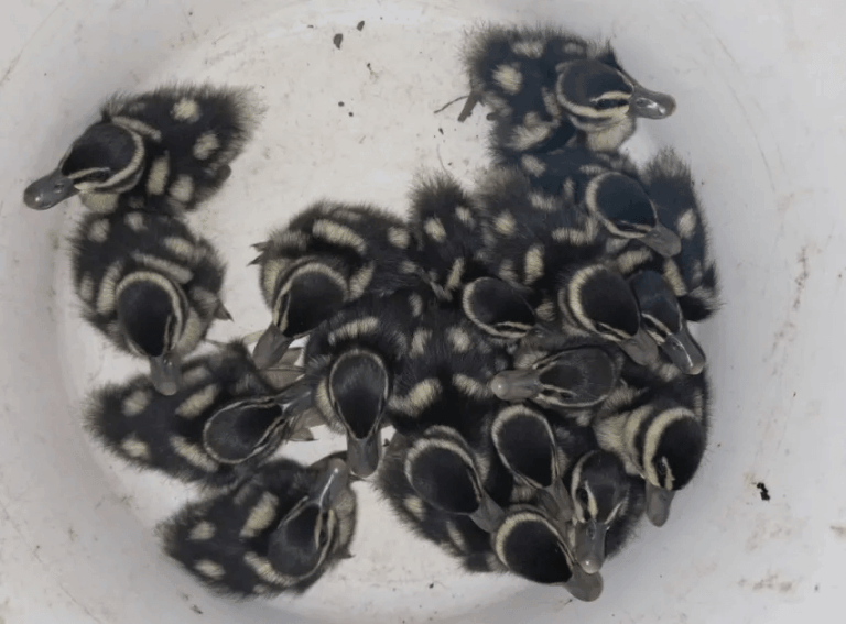 Rescatan 17 crías de pato siriri en una plaza del interior de Corrientes