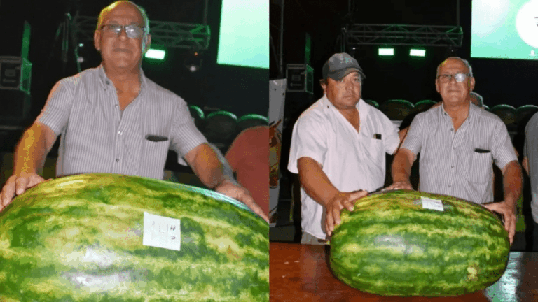 Fiesta Provincial de la Sandía: un productor ganó con una sandía de 41,8 kilos.