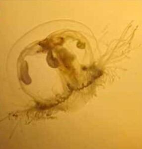 Hallazgo: el extraordinario caso de las medusas originarias de China que se adaptaron a vivir en lagos de Bariloche