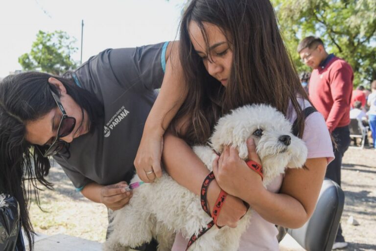 La Municipalidad realizó miles de castraciones y desparasitaciones en 2025