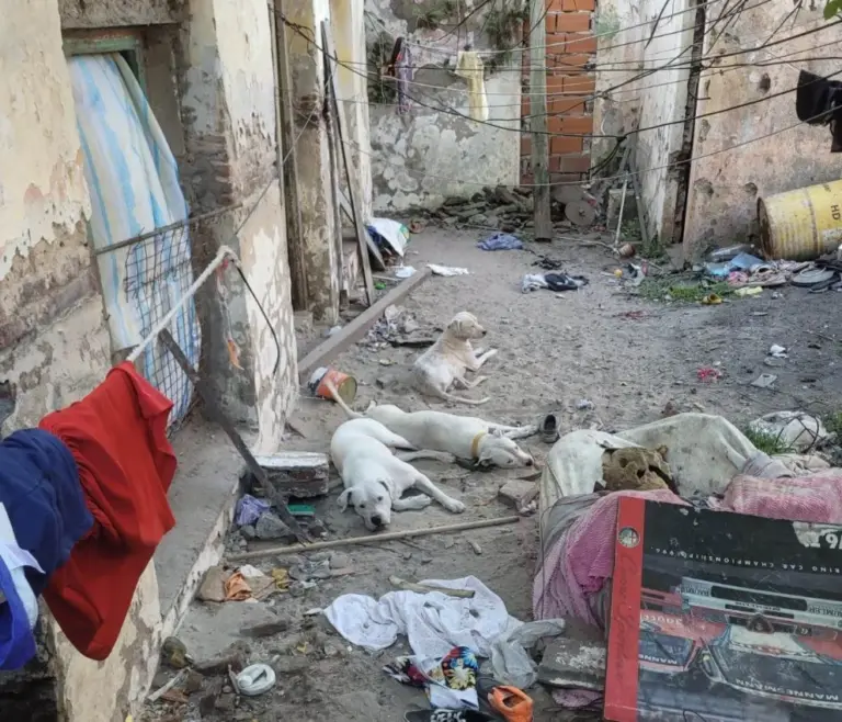 Rescataron perros y un conejo hacinados en cautiverio que tendrían destino de comercialización