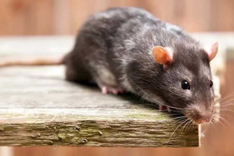 Confirmaron un fallecimiento por leptospirosis en Victoria