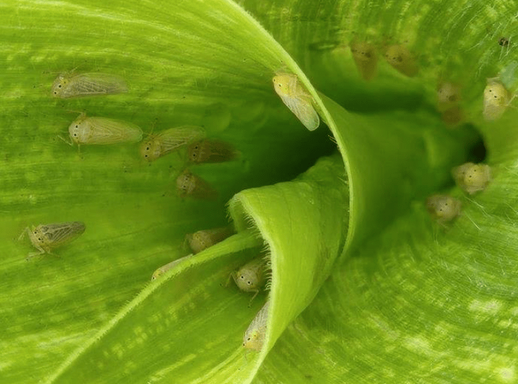 Becaria investiga cómo frenar a la chicharrita del maíz con bioinsumos