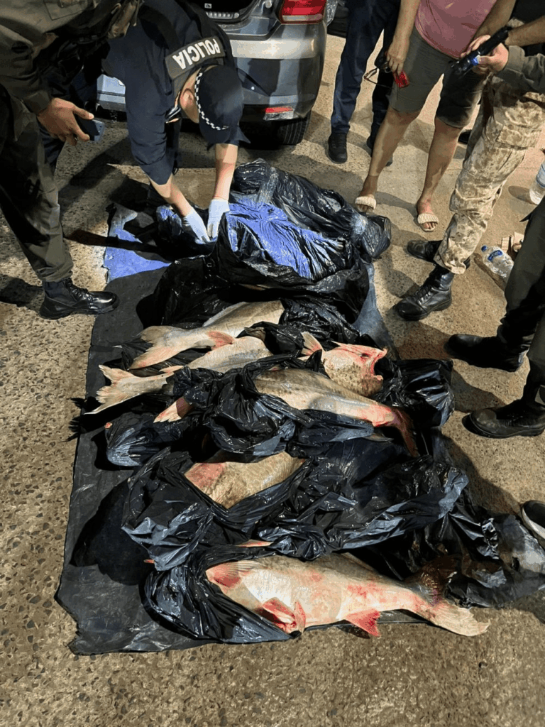 Secuestraron cerca de 130 kilos de pescado: entre dorados, surubíes y patíes